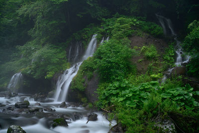 Scenic view of waterfall in forest