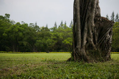 Scenic view of trees on field against sky