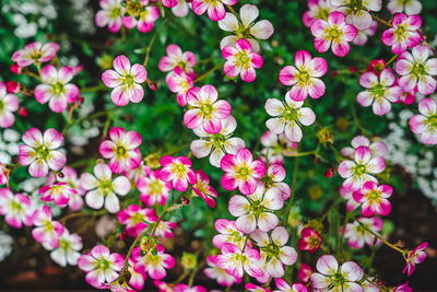 High angle view of pink flowering plants