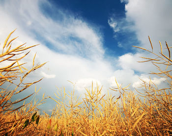 Low angle view of plants on field against sky