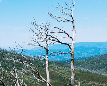 Bare tree on landscape against sky