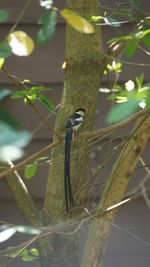 Bird perching on a branch