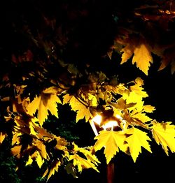 Low angle view of leaves at night