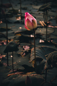 Lotus flowers in the evening