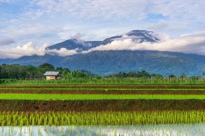 Beautiful morning view indonesia panorama landscape paddy fields with beauty color 