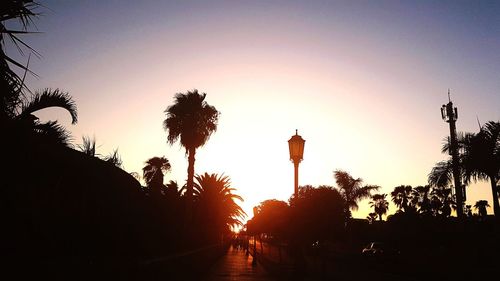 Silhouette of trees at sunset