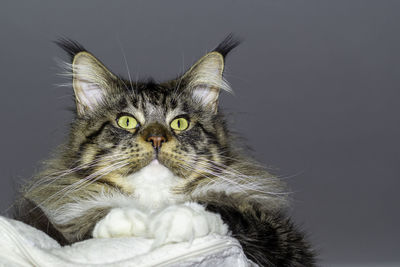 Close-up portrait of a cat
