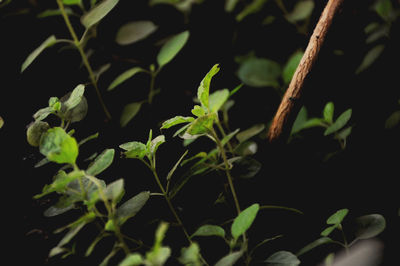 Close-up of fresh green plant