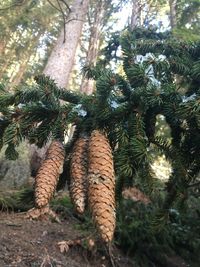 Low angle view of pine tree