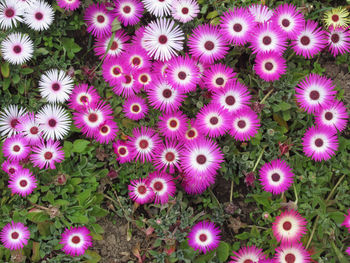 High angle view of purple flowering plants