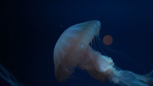 A close-up photo of floating jellyfish undersea with blue and black background