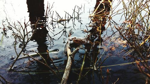 View of a tree in lake