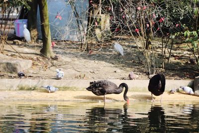 View of swans in lake