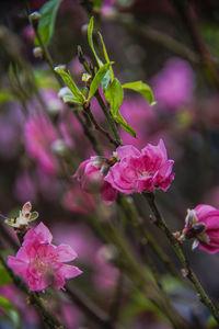 Close-up of pink flowering plant