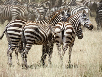 View of zebras in the field