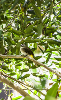 Bird perching on a tree