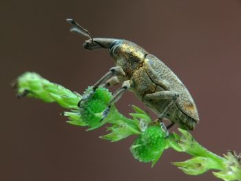 Close-up of insect on plant