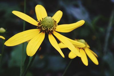 Close-up of yellow flower