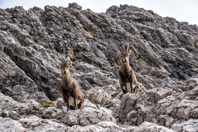 Two prying alpine ibex