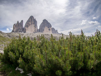 Plants growing on land against sky