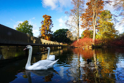 Swan floating on lake