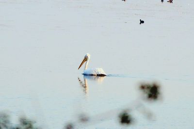 Swan in lake