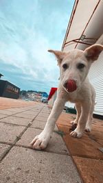 Portrait of dog by sea against sky