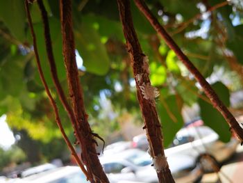 Close-up of tree branch