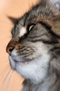 Close-up of cat sleeping