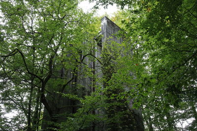 Low angle view of trees in forest