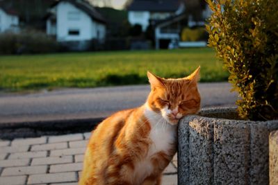 Portrait of ginger cat