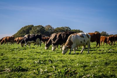 Horse grazing on grassy field