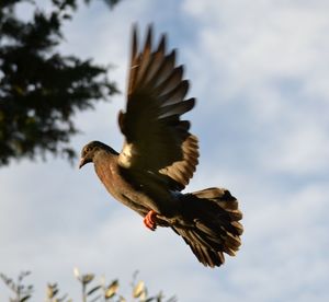 Low angle view of a bird flying