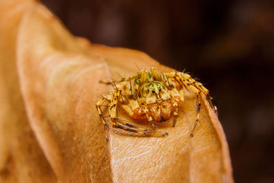 Close-up of crab on plant