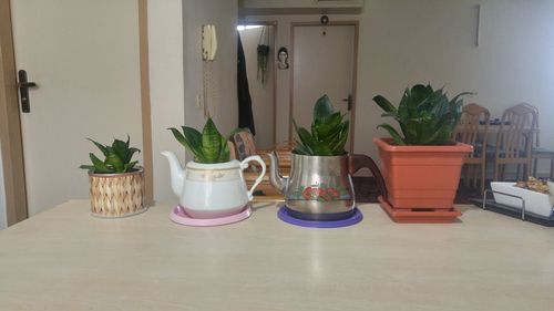 Potted plants