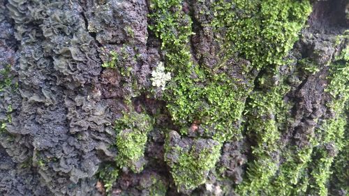 Close-up of moss growing on tree trunk