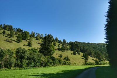 Scenic view of trees on field against clear blue sky