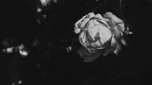 Close-up of rose blooming outdoors