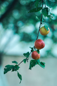 Close-up of berries growing on tree