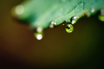 Close-up of raindrops on leaf