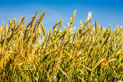 Spelt plants growing in field against clear sky