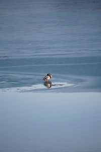 Man on bird by sea