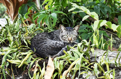 Portrait of a cat