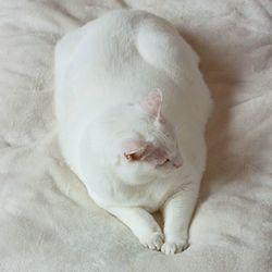 High angle view of white cat sleeping