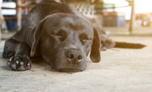 Close-up of dog sleeping