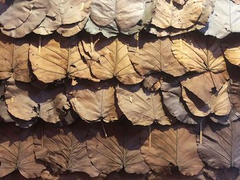 Full frame shot of dried autumn leaves