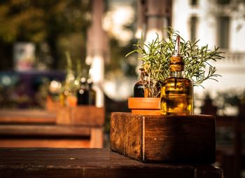 Rosemary plant and oil on table in house