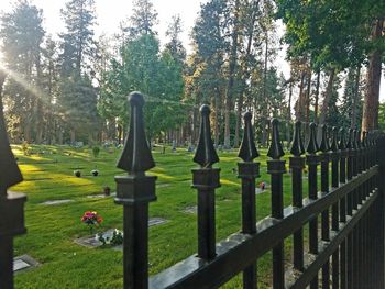 Trees in cemetery