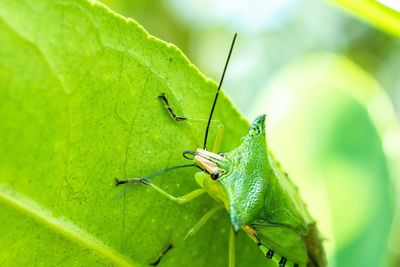 Insect on leaf