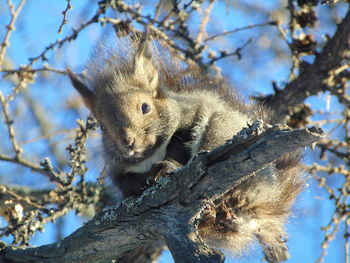 Close-up of squirrel on tree